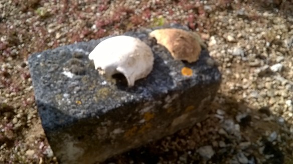 WP_20160327_16_49_09_Pro